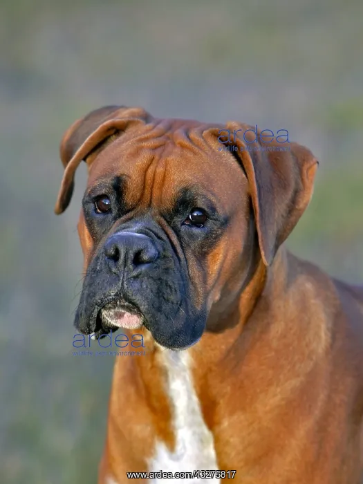 : German Boxer Dog, male standing in meadow portrait : German Boxer Dog, male standing in meadow portrait
