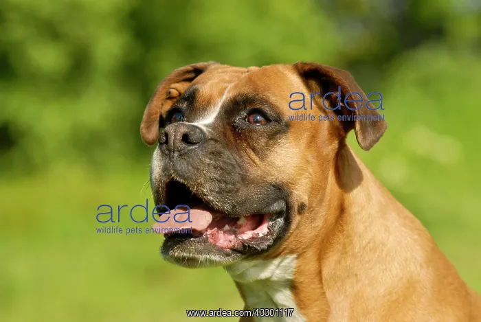 : German Boxer dog, portrait : German Boxer dog, portrait