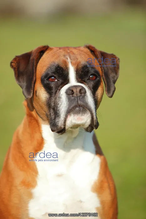 : German boxer, female, 5 years, animal portrait : German boxer, female, 5 years, animal portrait
