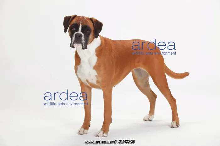 : German Boxer, female, 5 years, standing : German Boxer, female, 5 years, standing