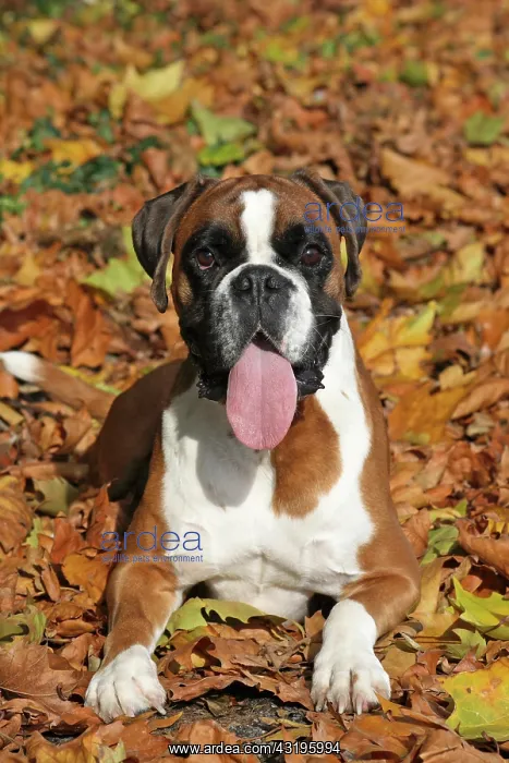 : German Boxer lying in autumn leaves Deutscher Boxer : German Boxer lying in autumn leaves Deutscher Boxer