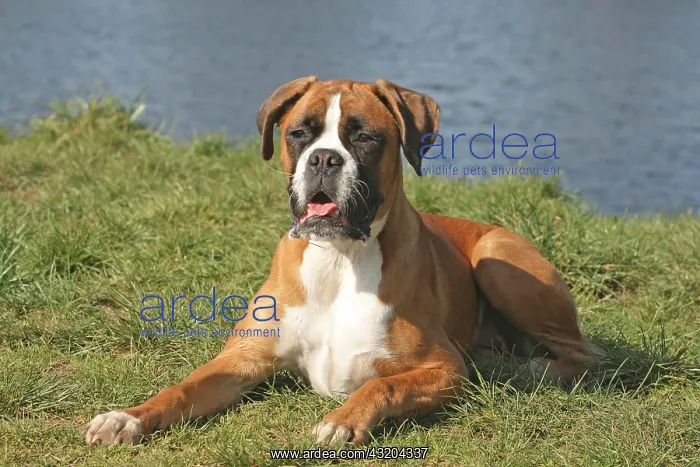 : German Boxer lying on a meadow Deutscher Boxer liegt : German Boxer lying on a meadow Deutscher Boxer liegt