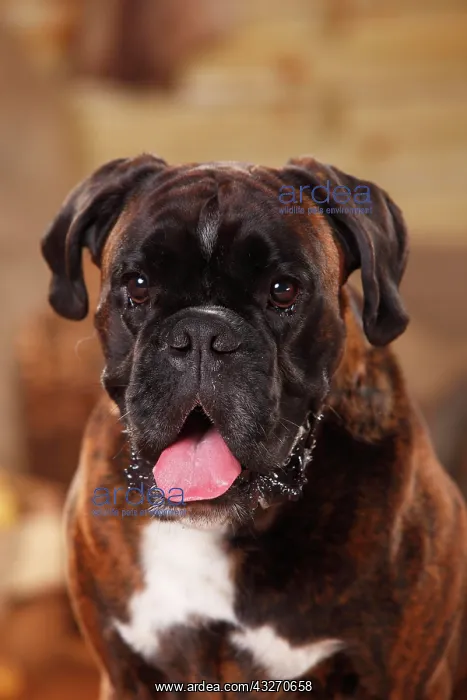 : German Boxer, male, animal portrait, open mouth : German Boxer, male, animal portrait, open mouth