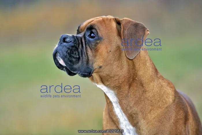 : German Boxer, male in field watching birds, portrait : German Boxer, male in field watching birds, portrait