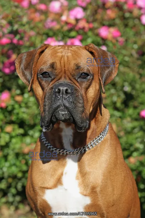 : German Boxer, portrait Deutscher Boxer, Canis lupus : German Boxer, portrait Deutscher Boxer, Canis lupus