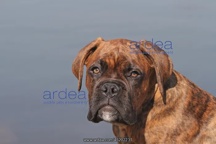 : German Boxer, portrait Deutscher Boxer, Portr&, x4d2c; : German Boxer, portrait Deutscher Boxer, Portr&, x4d2c;