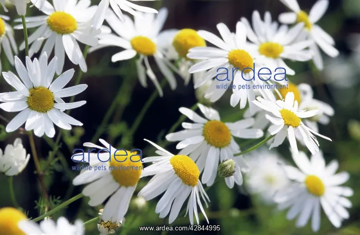 : German Chamomile flowers : German Chamomile flowers