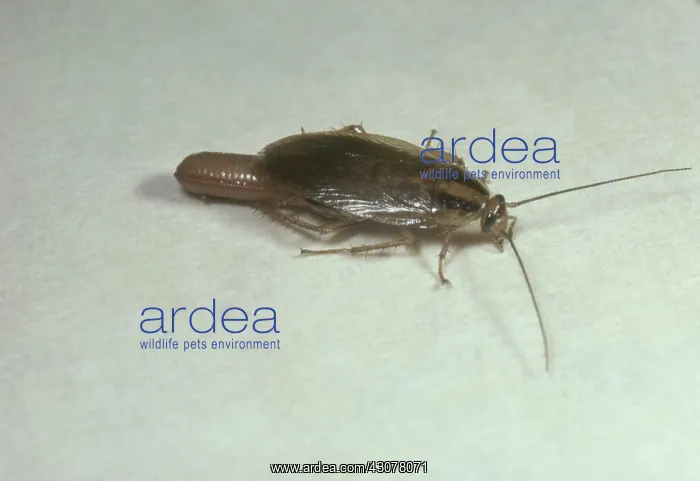 : German Cockroach : German Cockroach