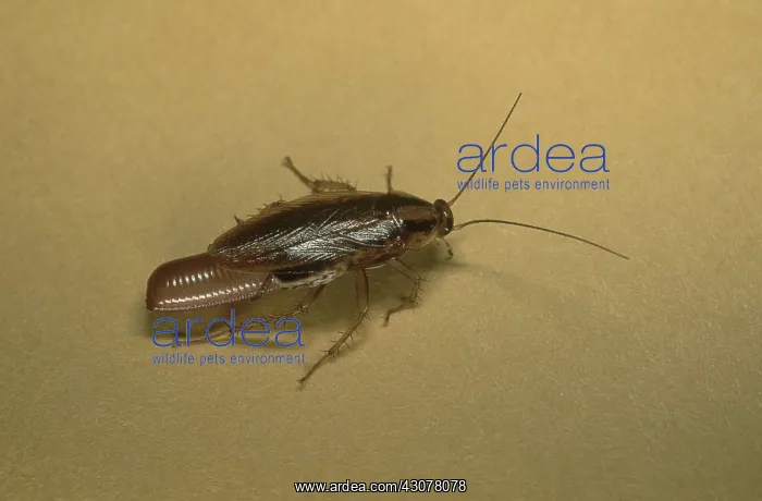 : German Cockroach : German Cockroach