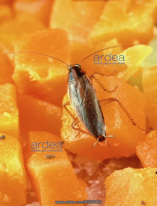 : German Cockroach : German Cockroach