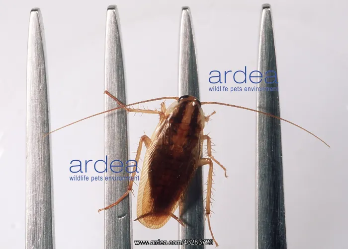 : German COCKROACH - adult on fork : German COCKROACH - adult on fork