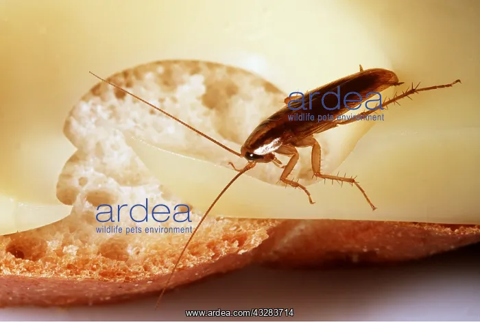 : GERMAN COCKROACH - on cheese sandwich : GERMAN COCKROACH - on cheese sandwich