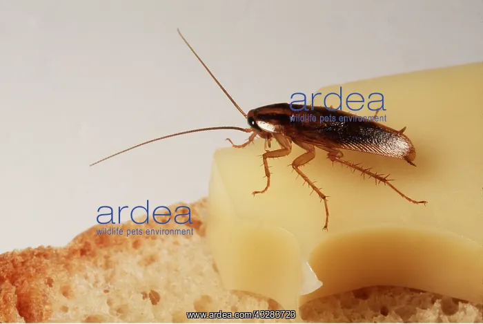 : GERMAN COCKROACH - on a Cheese Sandwich : GERMAN COCKROACH - on a Cheese Sandwich