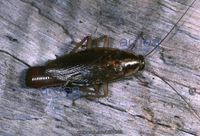 : GERMAN COCKROACH - female, and egg case : GERMAN COCKROACH - female, and egg case