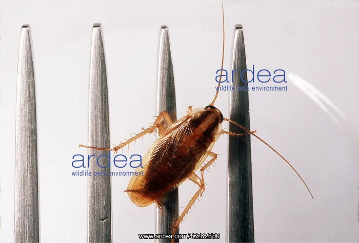: German Cockroach on a kitchen fork : German Cockroach on a kitchen fork