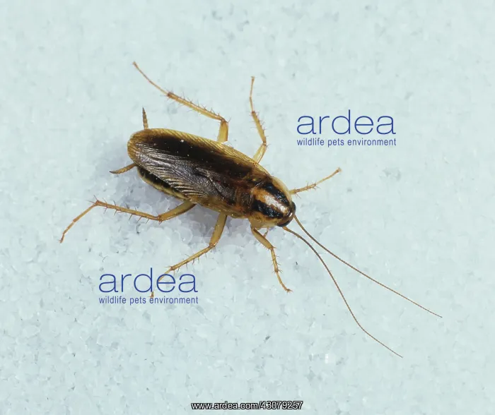 : German cockroach on sugar : German cockroach on sugar