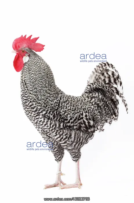  : German Cuckoo Chicken Cockerel  /  Rooster