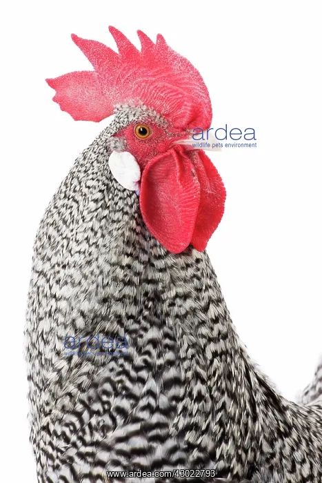  : German Cuckoo Chicken Cockerel  /  Rooster