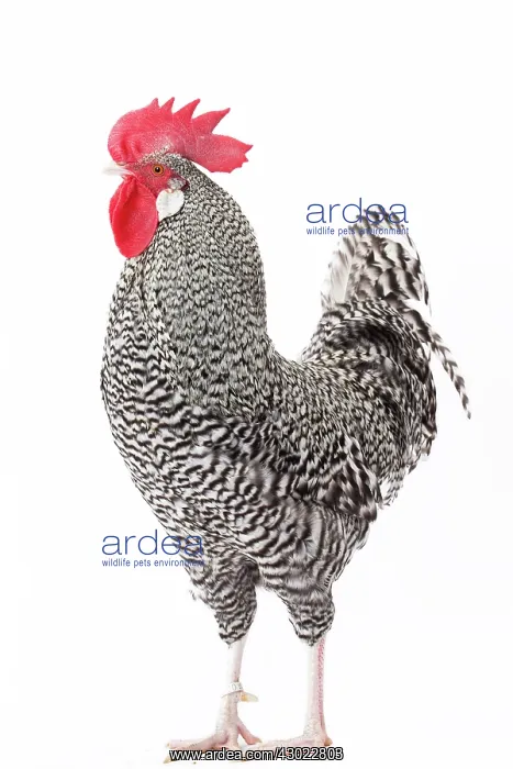  : German Cuckoo Chicken Cockerel  /  Rooster