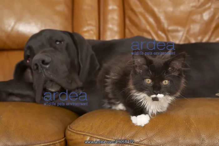 : German Dogue lying with a Maine Coon kitten on a sofa : German Dogue lying with a Maine Coon kitten on a sofa