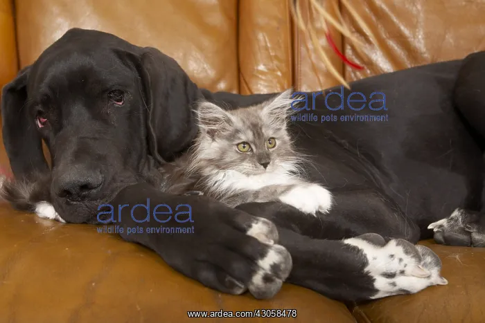 : German Dogue lying with a Maine Coon kitten on a sofa : German Dogue lying with a Maine Coon kitten on a sofa