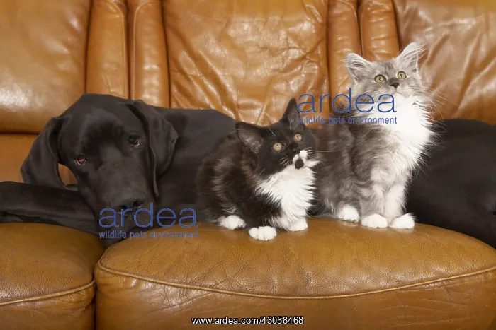  : German Dogue lying with Maine Coon kittens on a sofa
