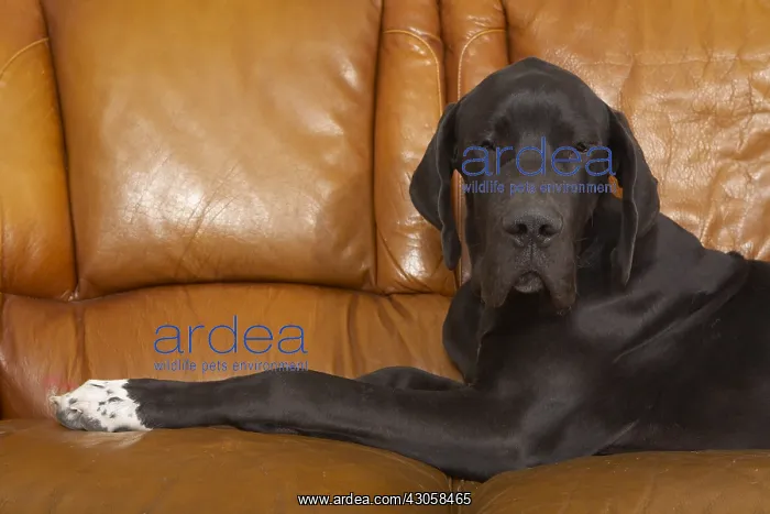 : German Dogue alone lying on a sofa : German Dogue alone lying on a sofa