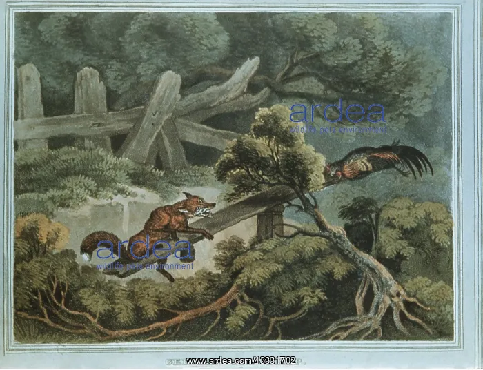 : GERMAN FOX TRAP - Nineteenth Century engraving : GERMAN FOX TRAP - Nineteenth Century engraving