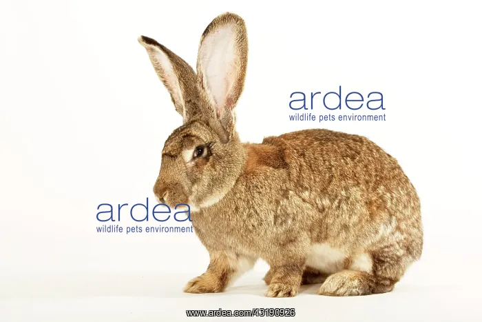 : German Giant, giant rabbits : German Giant, giant rabbits