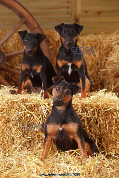 : German hunting terriers, bitches sitting in straw : German hunting terriers, bitches sitting in straw