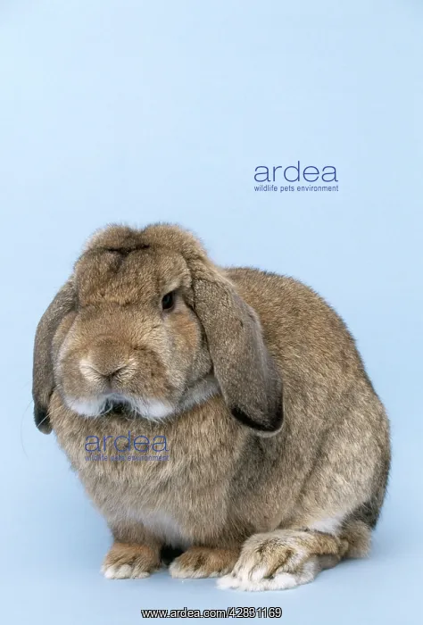 : GERMAN LOP RABBIT : GERMAN LOP RABBIT