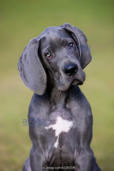 : German Mastiff puppy, portrait, North Tyrol, Austria : German Mastiff puppy, portrait, North Tyrol, Austria