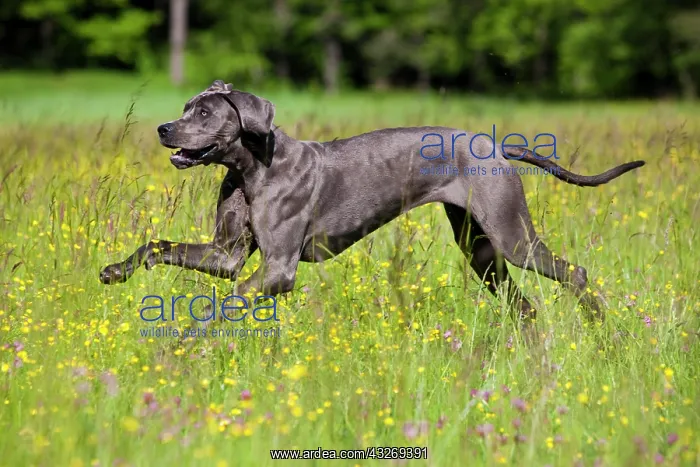: German Mastiff running across a meadow, North Tyrol : German Mastiff running across a meadow, North Tyrol