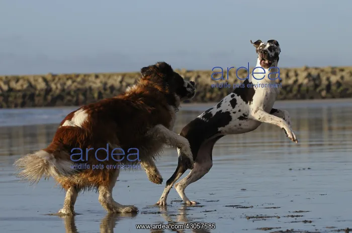 : German mastiff and Saint Bernard dog playing on the beach : German mastiff and Saint Bernard dog playing on the beach