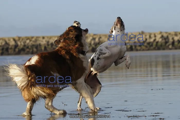 : German mastiff and Saint Bernard dog playing on the beach : German mastiff and Saint Bernard dog playing on the beach