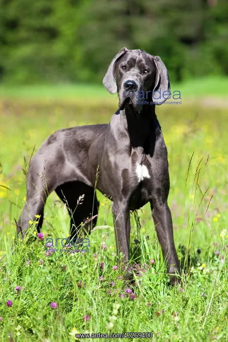 : German Mastiff standing in a meadow, North Tyrol : German Mastiff standing in a meadow, North Tyrol