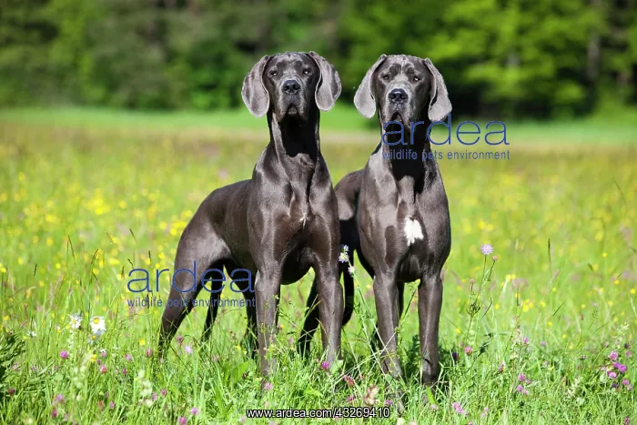 : Two German Mastiffs standing in a meadow, North : Two German Mastiffs standing in a meadow, North