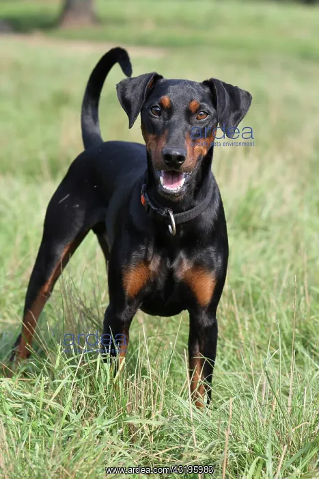 : German Pinscher standing on a meadow Deutscher Pinscher : German Pinscher standing on a meadow Deutscher Pinscher