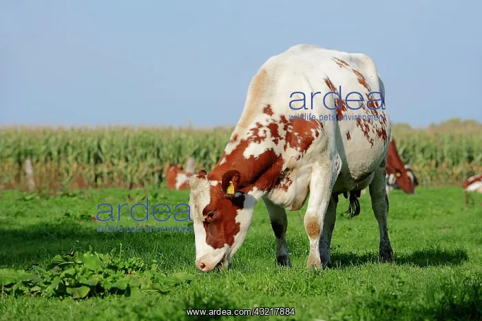  : German red and white Holstein cattle (Bos primigenius