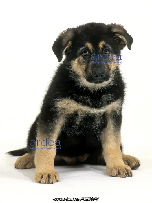 : German Shepard Puppy : German Shepard Puppy