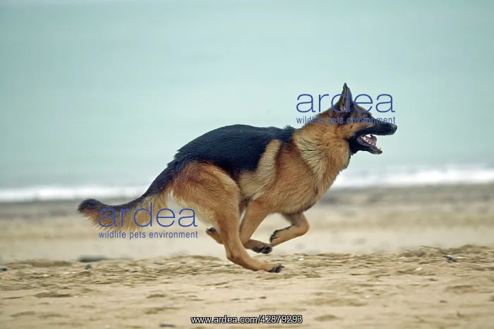  : German Shepherd  /  Alsatian