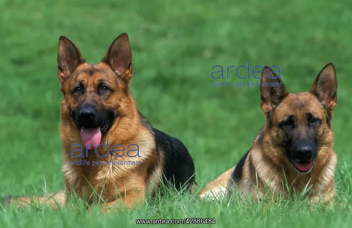  : German Shepherd  /  Alsatian