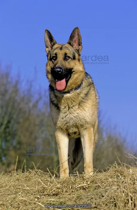 : German Shepherd or Alsatian : German Shepherd or Alsatian