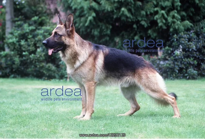 : German Shepherd / Alsatian Dog : German Shepherd / Alsatian Dog