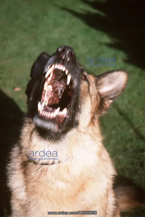  : GERMAN SHEPHERD  /  Alsatian DOG - BARKING