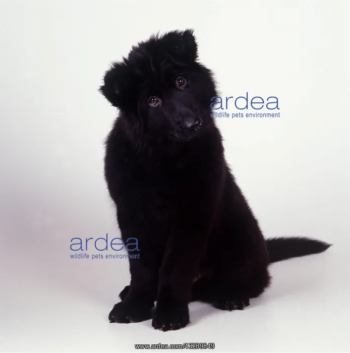: GERMAN SHEPHERD / ALSATIAN DOG -PUPPY : GERMAN SHEPHERD / ALSATIAN DOG -PUPPY