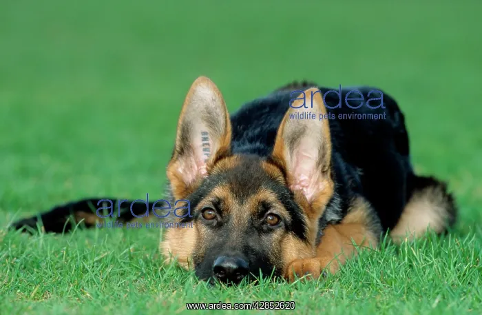 : German Shepherd / Alsatian Dog - puppy lying on grass : German Shepherd / Alsatian Dog - puppy lying on grass