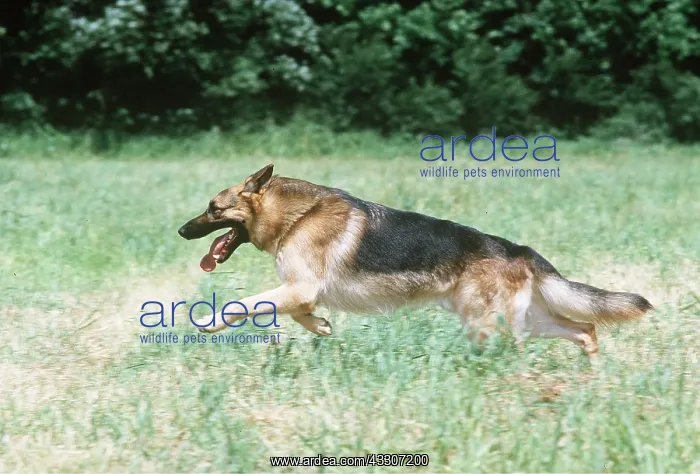 : German Shepherd / Alsatian Dog - running : German Shepherd / Alsatian Dog - running