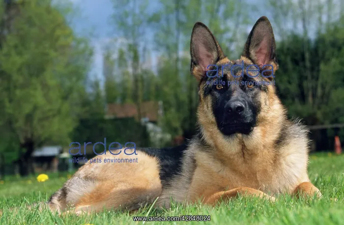  : GERMAN SHEPHERD  /  ALSATIAN DOG - SITTING
