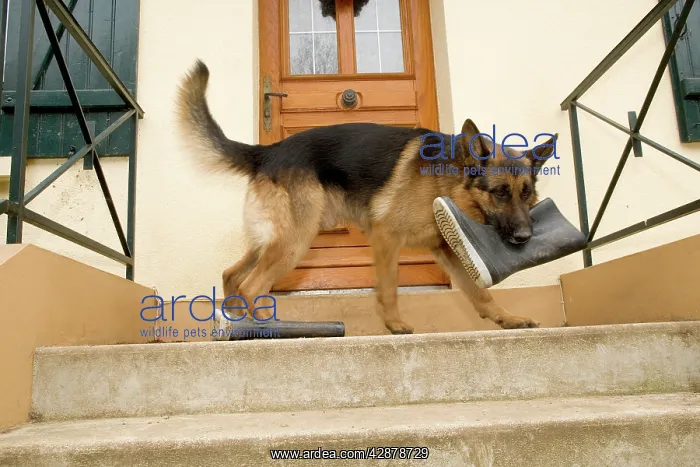 : German Shepherd / Alsatian Dog with wellington boot in mouth : German Shepherd / Alsatian Dog with wellington boot in mouth